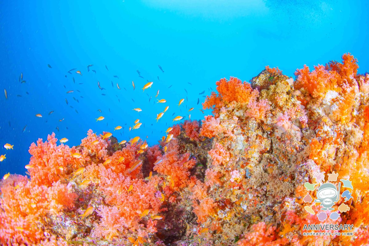 Namidea 曇り空の日曜日🌞