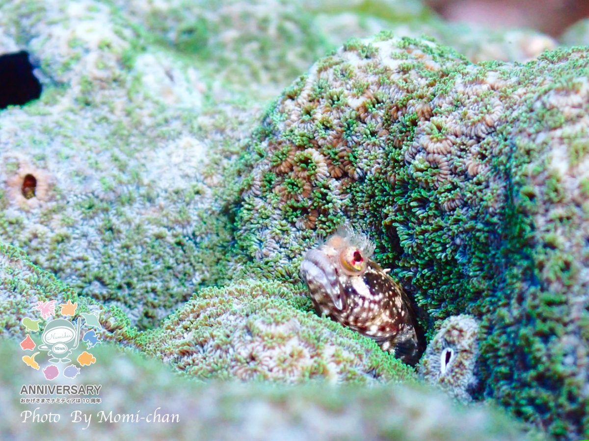 Namidea カメラデビュー日記!