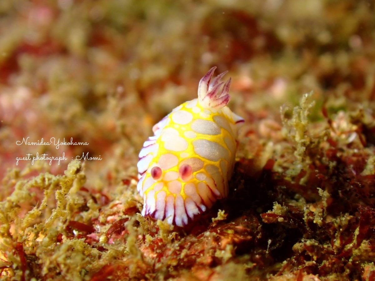 熱海沈船で見つけたボブサンウミウシ