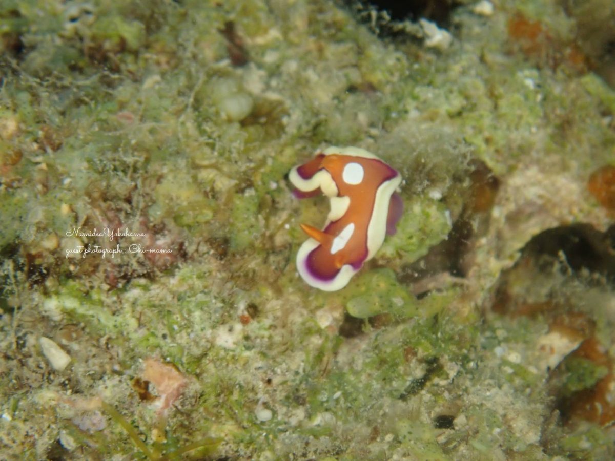 奄美大島　アラリウミウシ