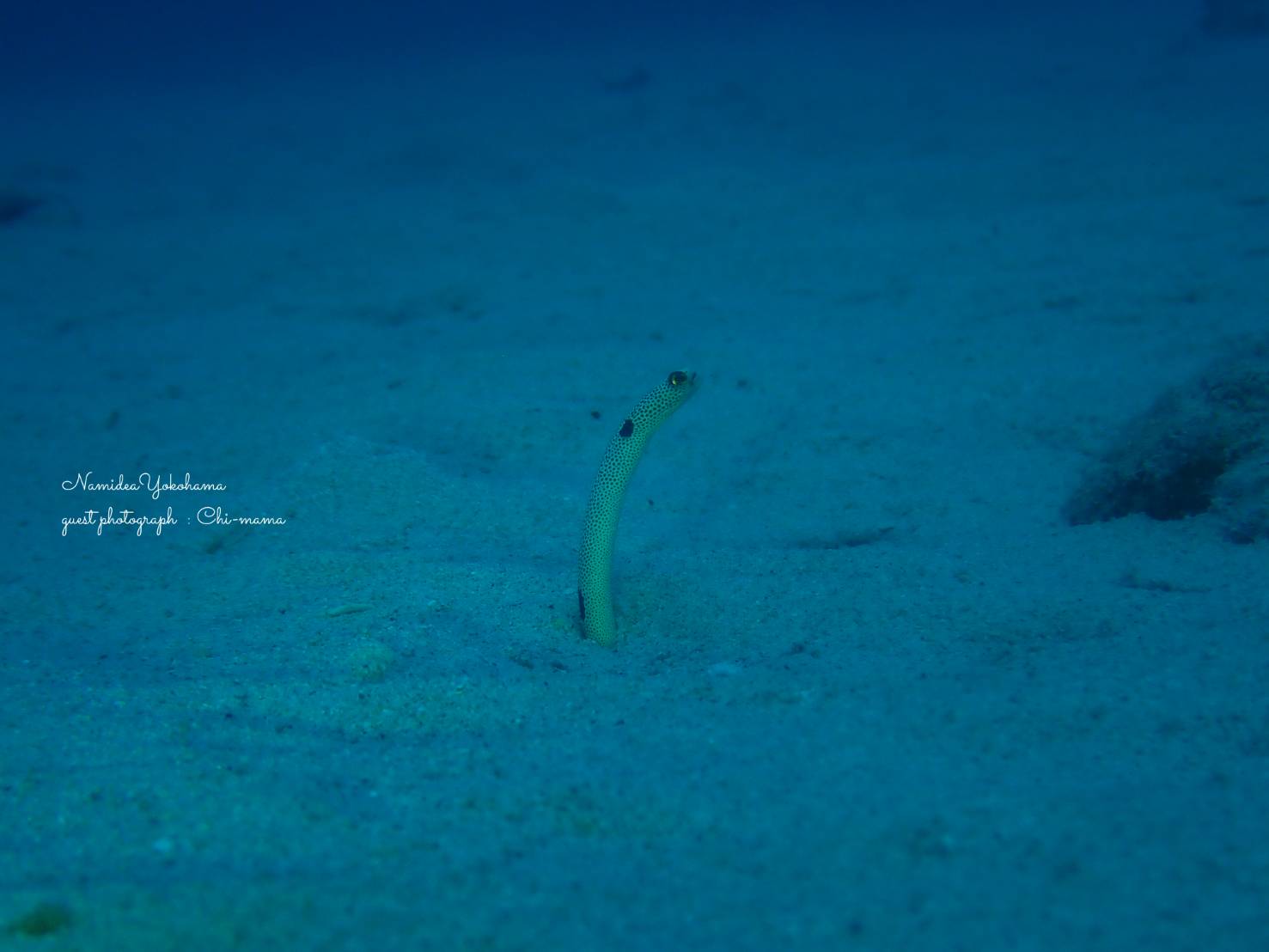 奄美大島　チンナナゴ