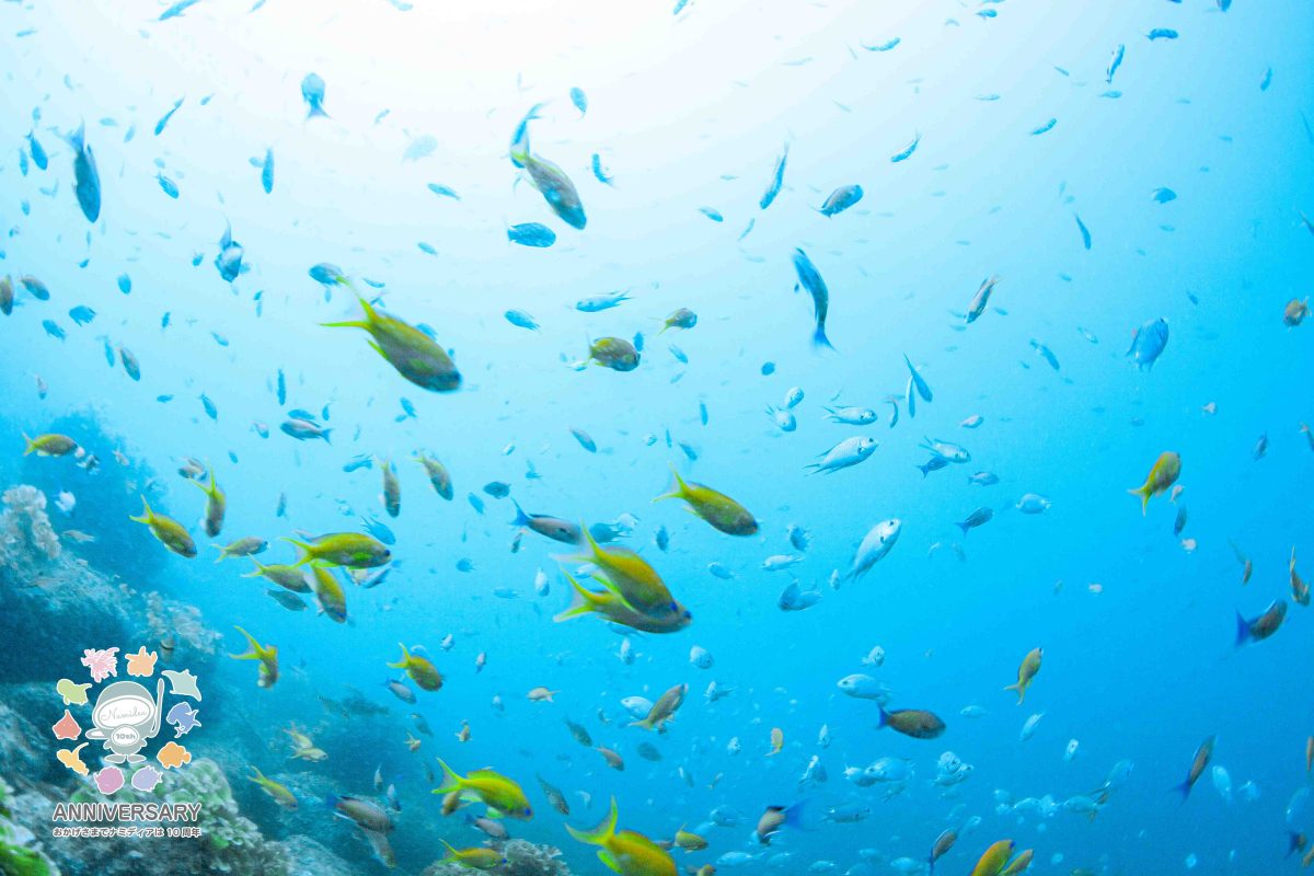 Namidea 快晴の週末はアドバンス&ビーチツアー開催！