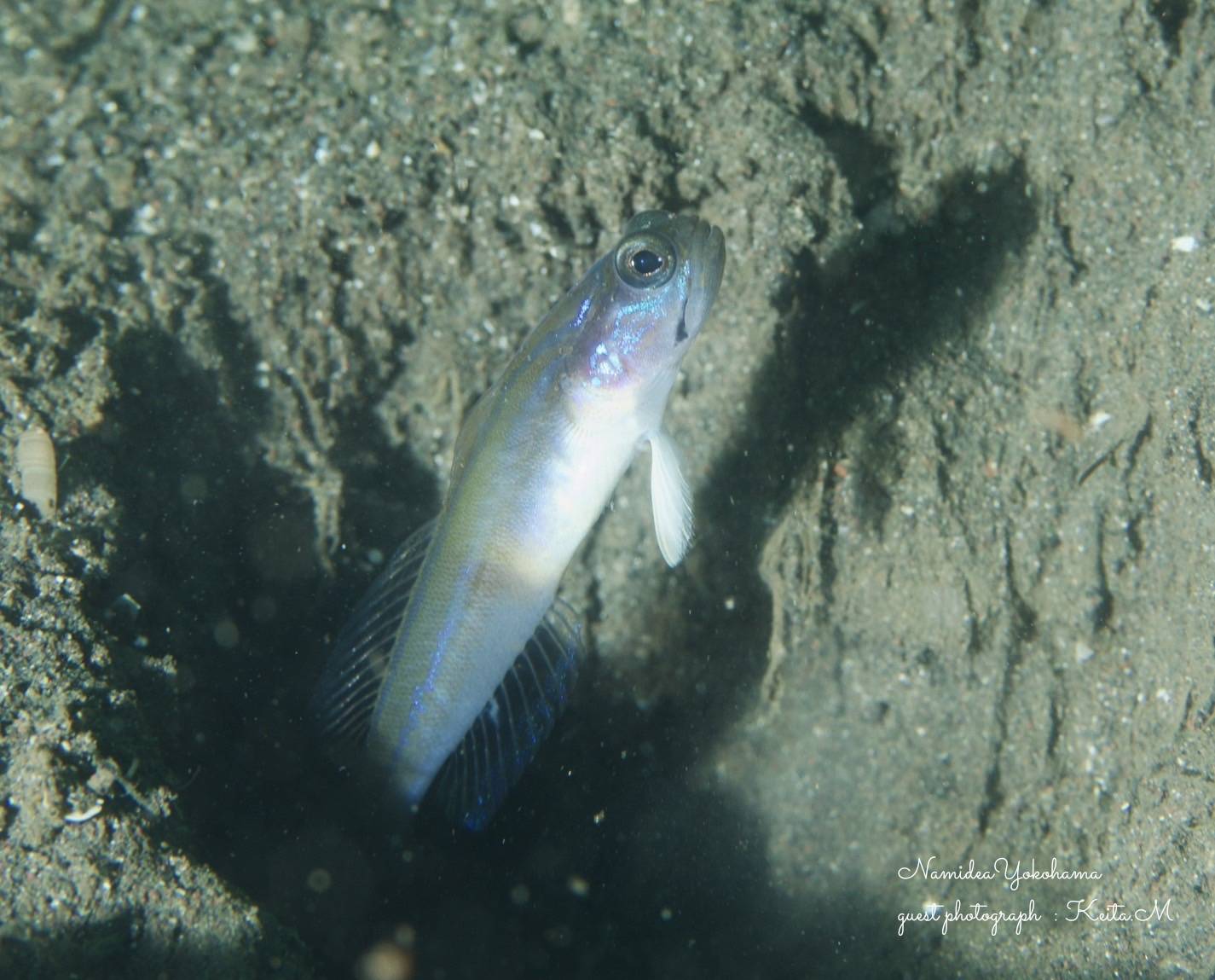 大瀬崎　湾内　ミホノハゴロモハゼ