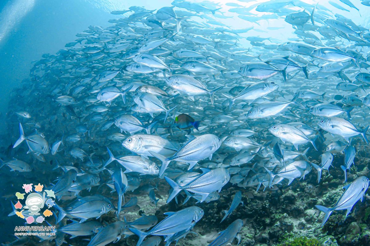 Namidea 今日から粟国島ツアー開催！