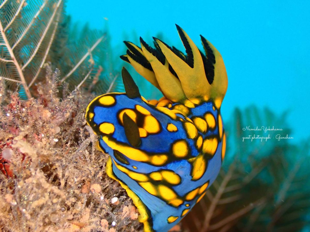 城ヶ島　サガミリュウグウウミウシ