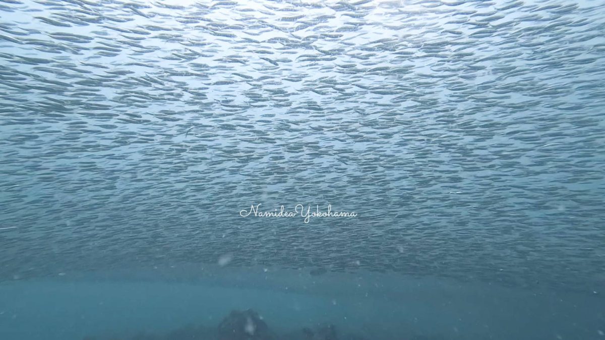 富戸 イワシの大群 サーディンラン