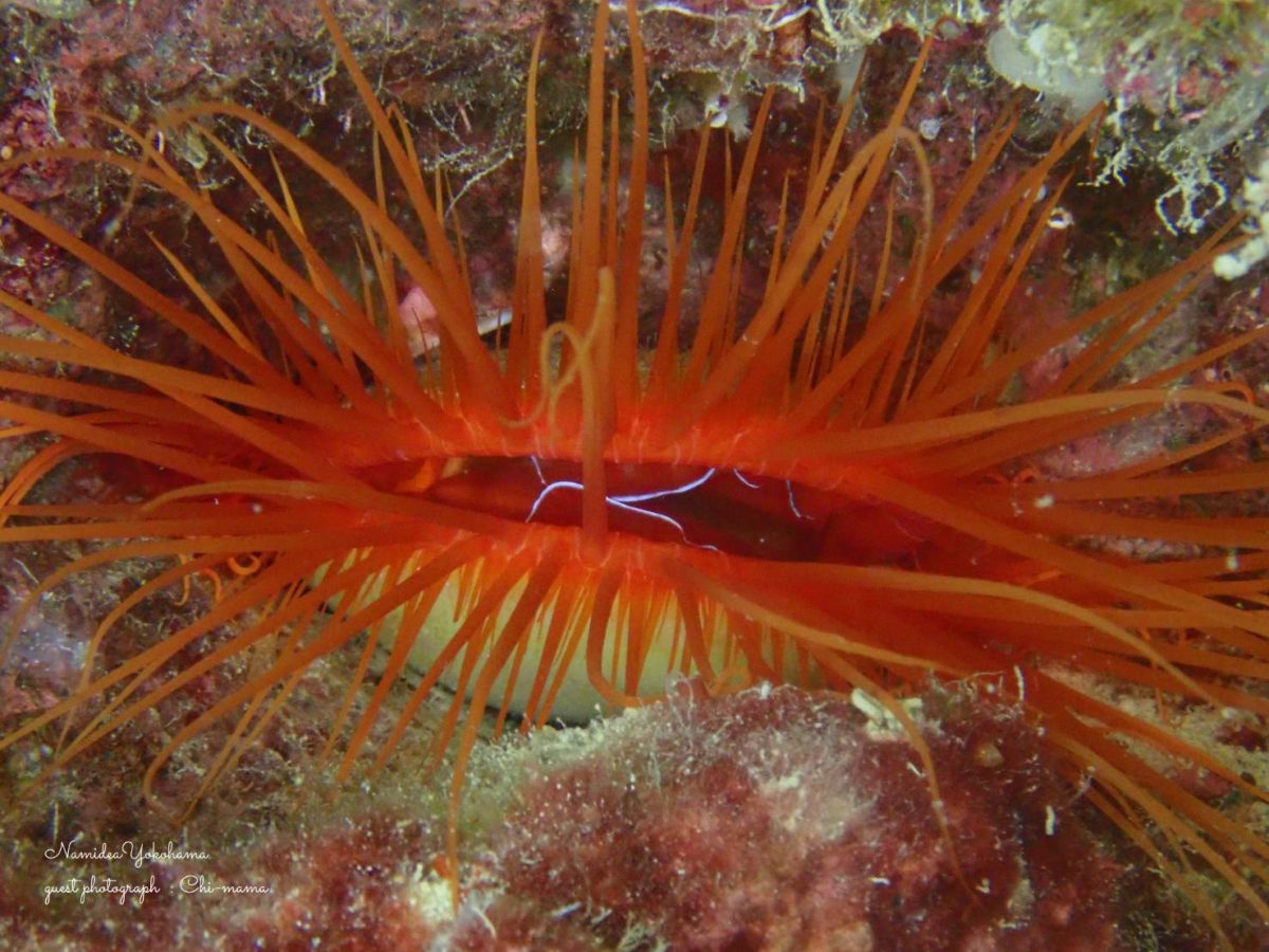 奄美大島　ウコンハネガイ