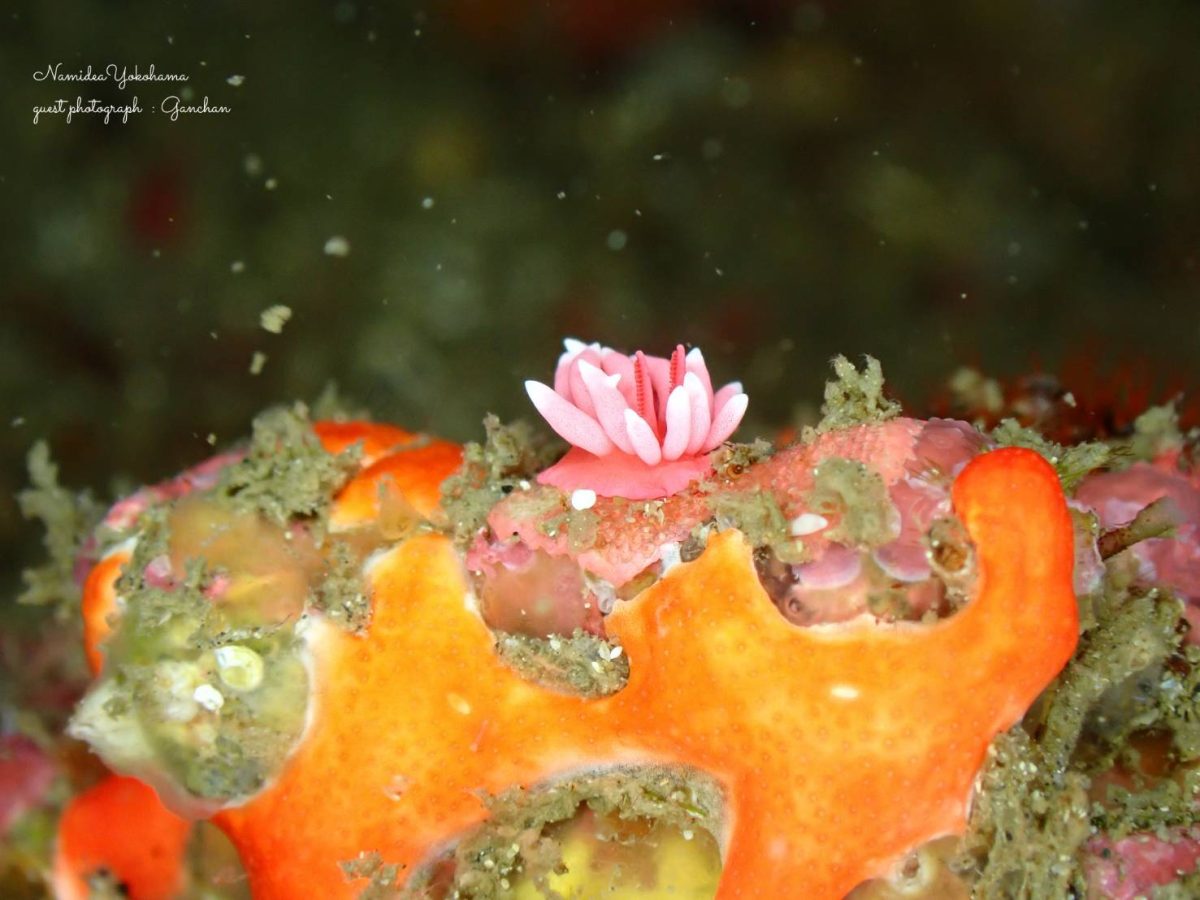 城ヶ島 ヒロウミウシ