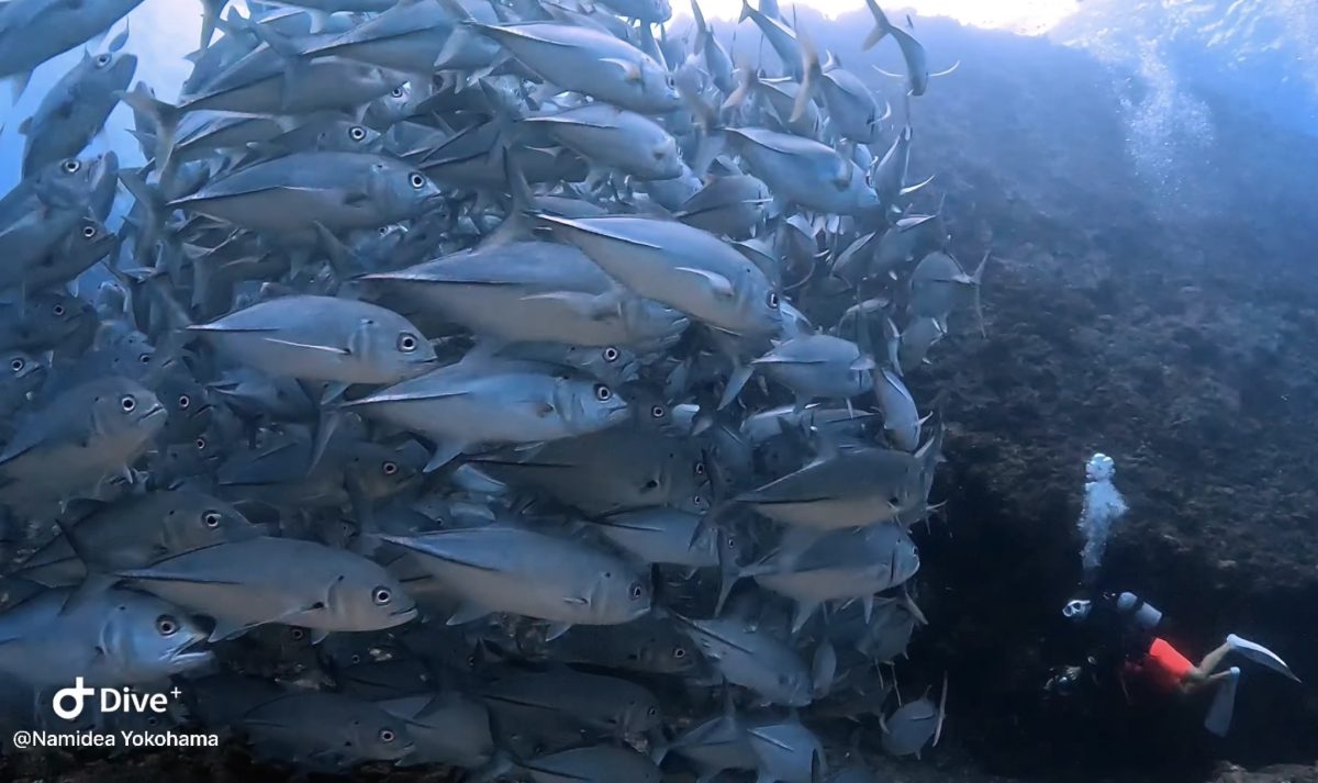 押切JAPAN🇯🇵一年越しの粟国島遠征❗️