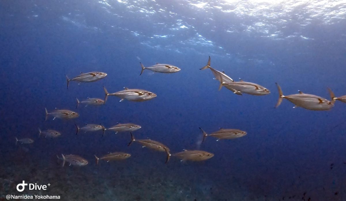 押切JAPAN🇯🇵一年越しの粟国島遠征❗️