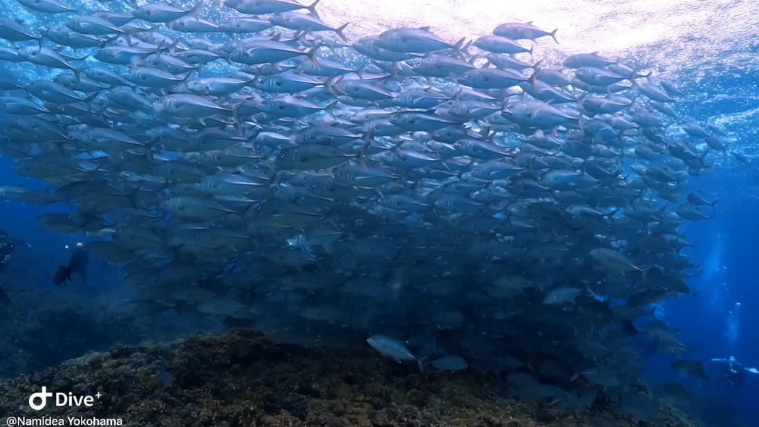 押切JAPAN🇯🇵一年越しの粟国島遠征❗️