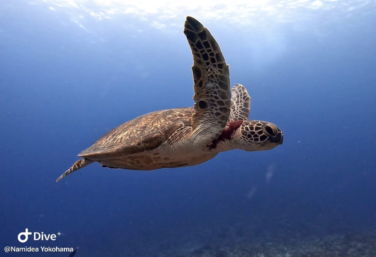 Namidea 押切JAPAN🇯🇵慶良間ドリフトへ⛴