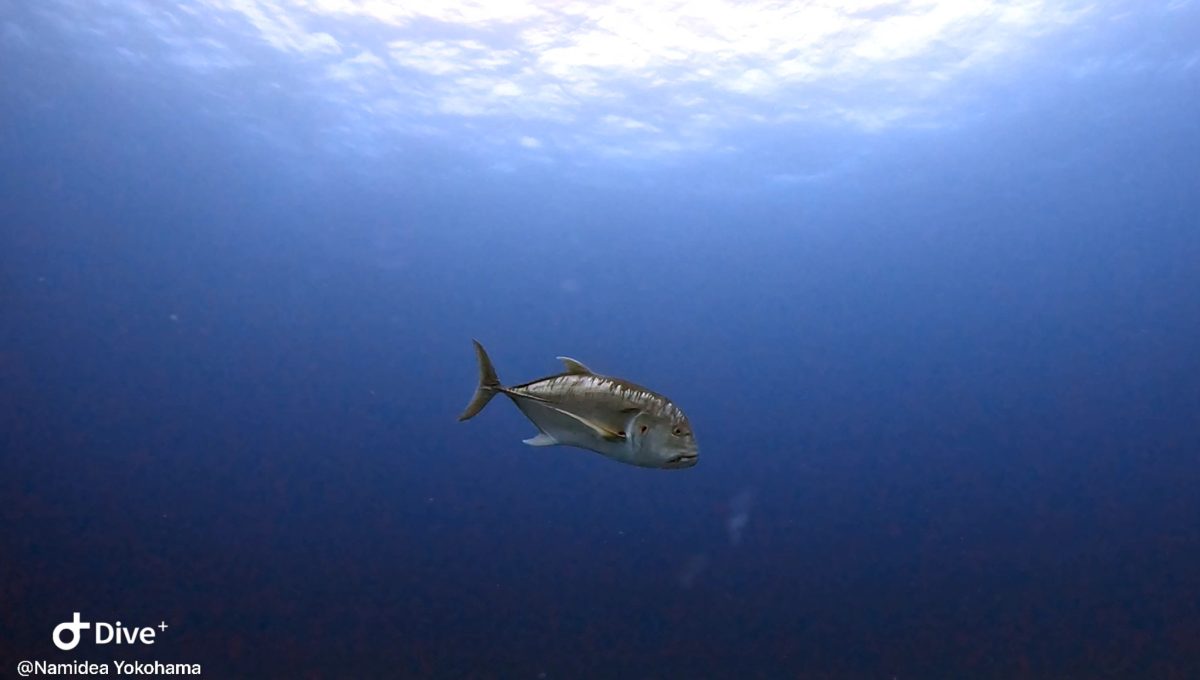 Namidea 押切JAPAN🇯🇵慶良間ドリフトへ⛴