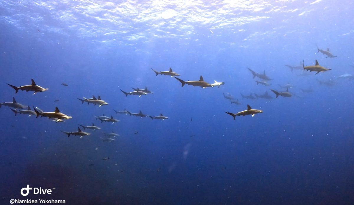 Namidea 2024年北の漁場始まりました🙋♂️