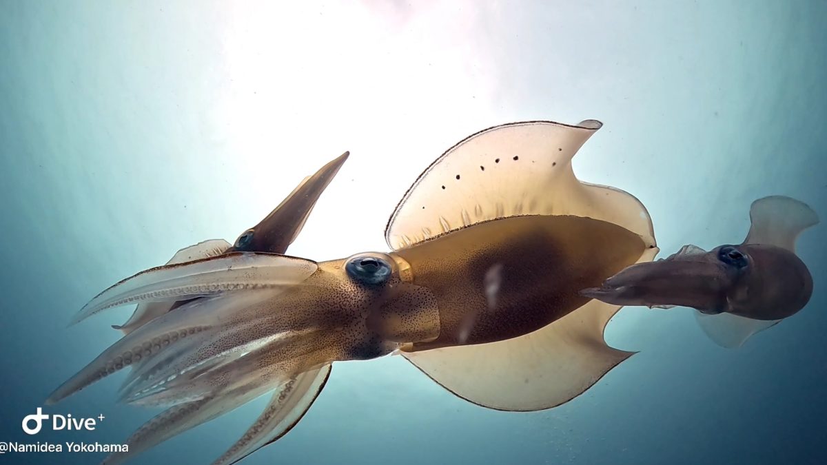 Namidea 富戸ヨコバマでイカ三昧❗️