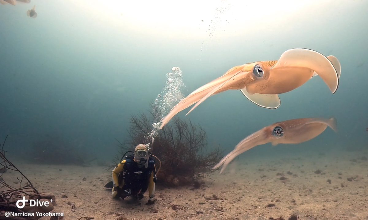 Namidea 富戸ヨコバマでイカ三昧❗️