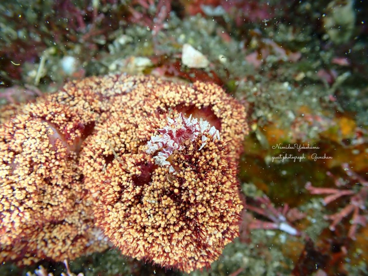 城ヶ島 イソコンペイトウガニ