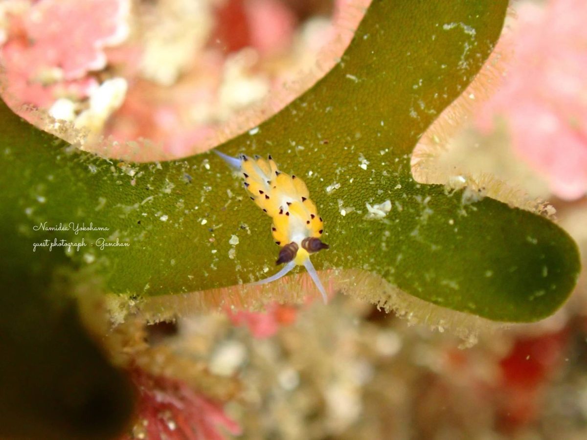 城ヶ島 ツルガチゴミノウミウシ