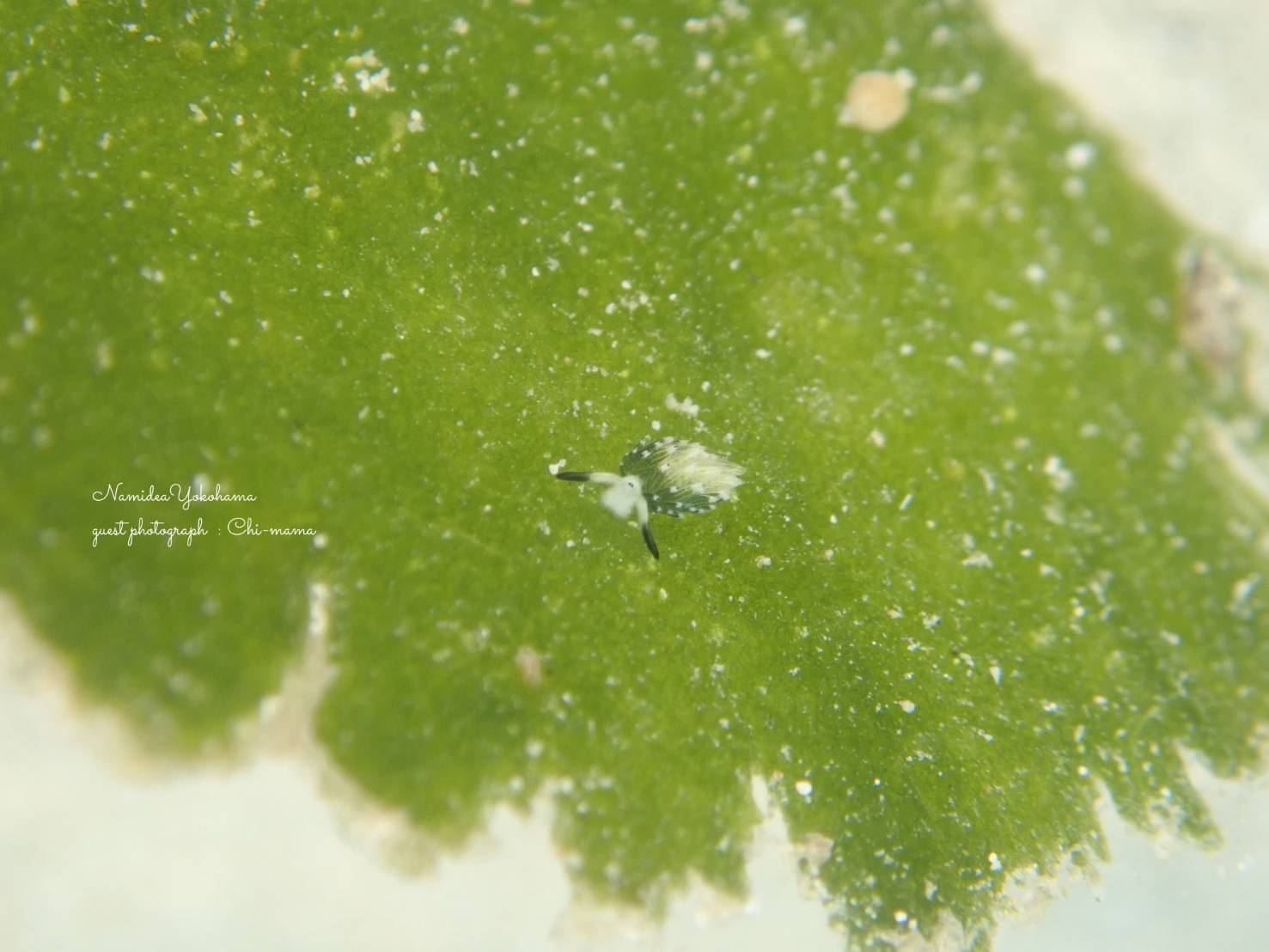 奄美大島　クサイロモウミウシ