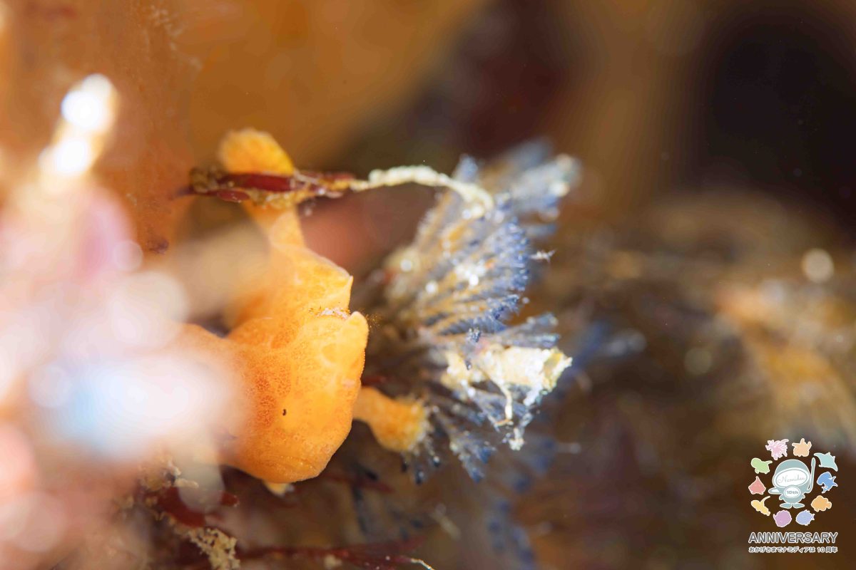 Namidea 6月も最終週末!