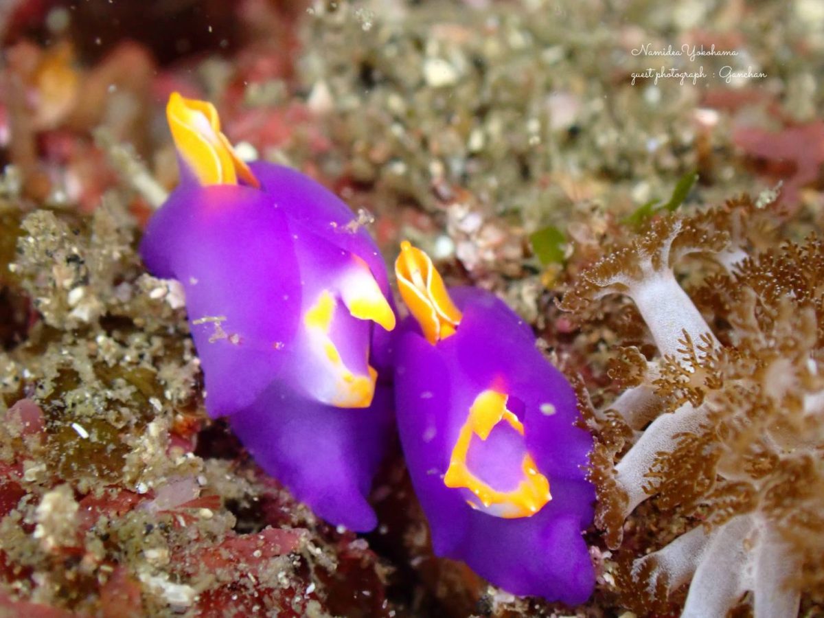 城ヶ島 ムラサキウミコチョウ