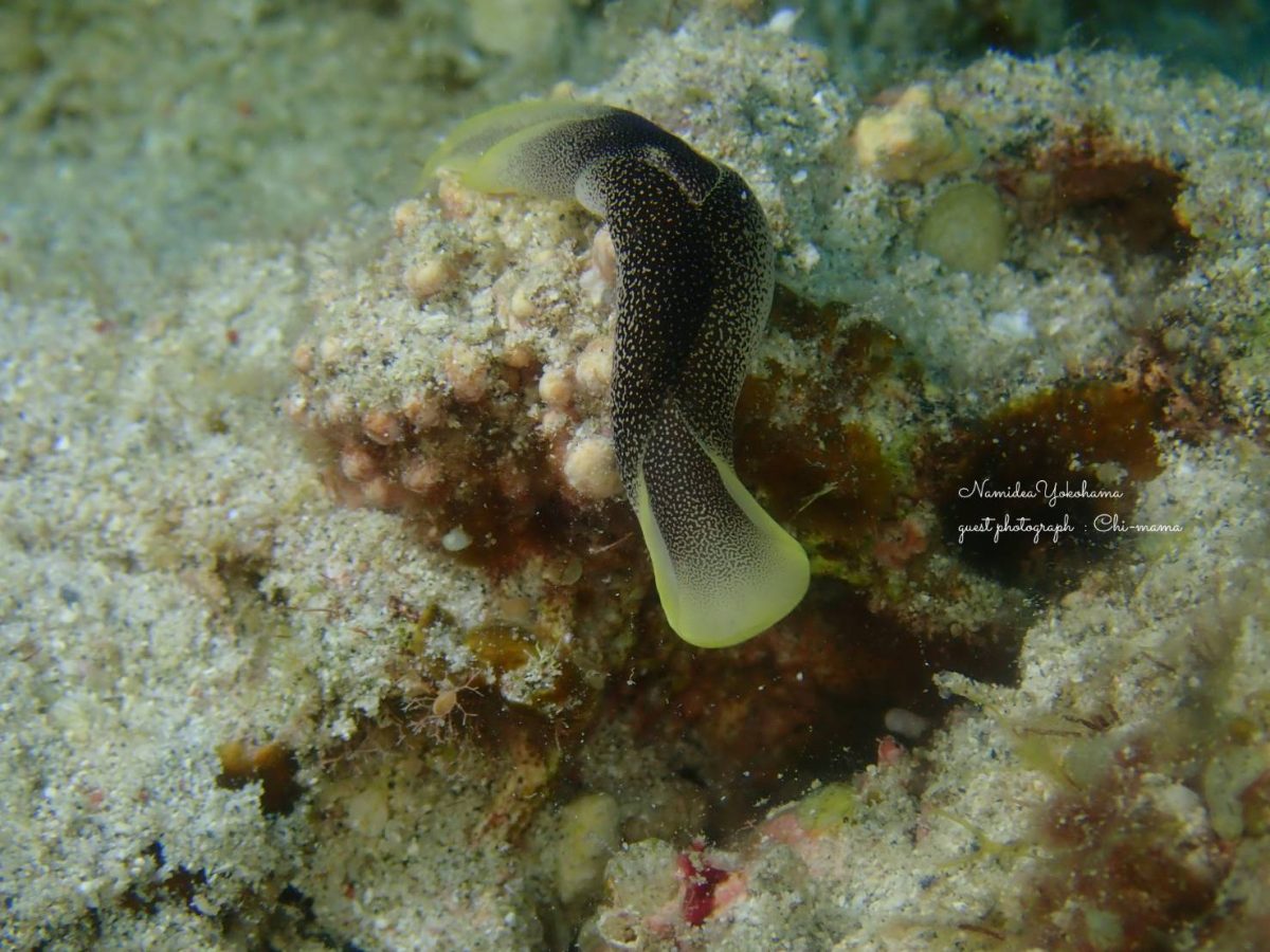 奄美大島　コナユキツバメガイ