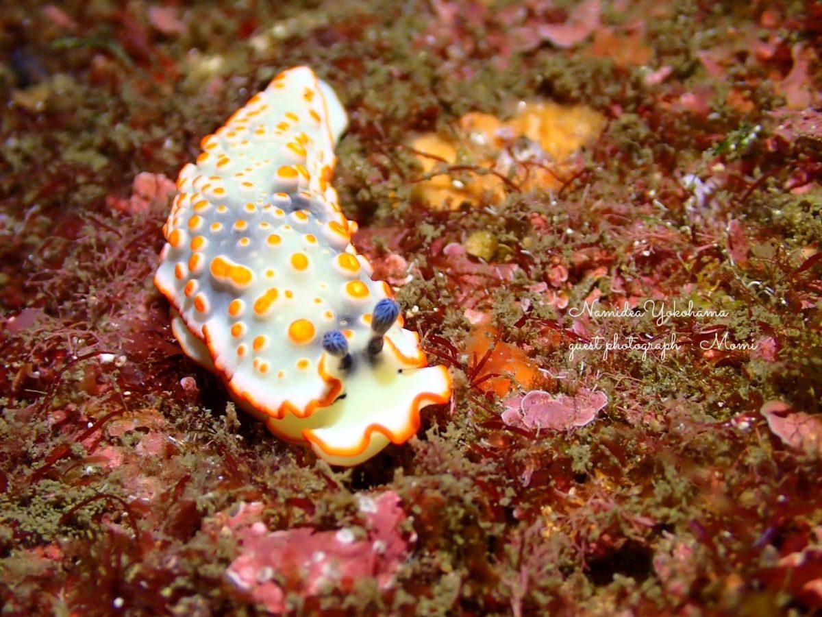 ハナオトメウミウシ