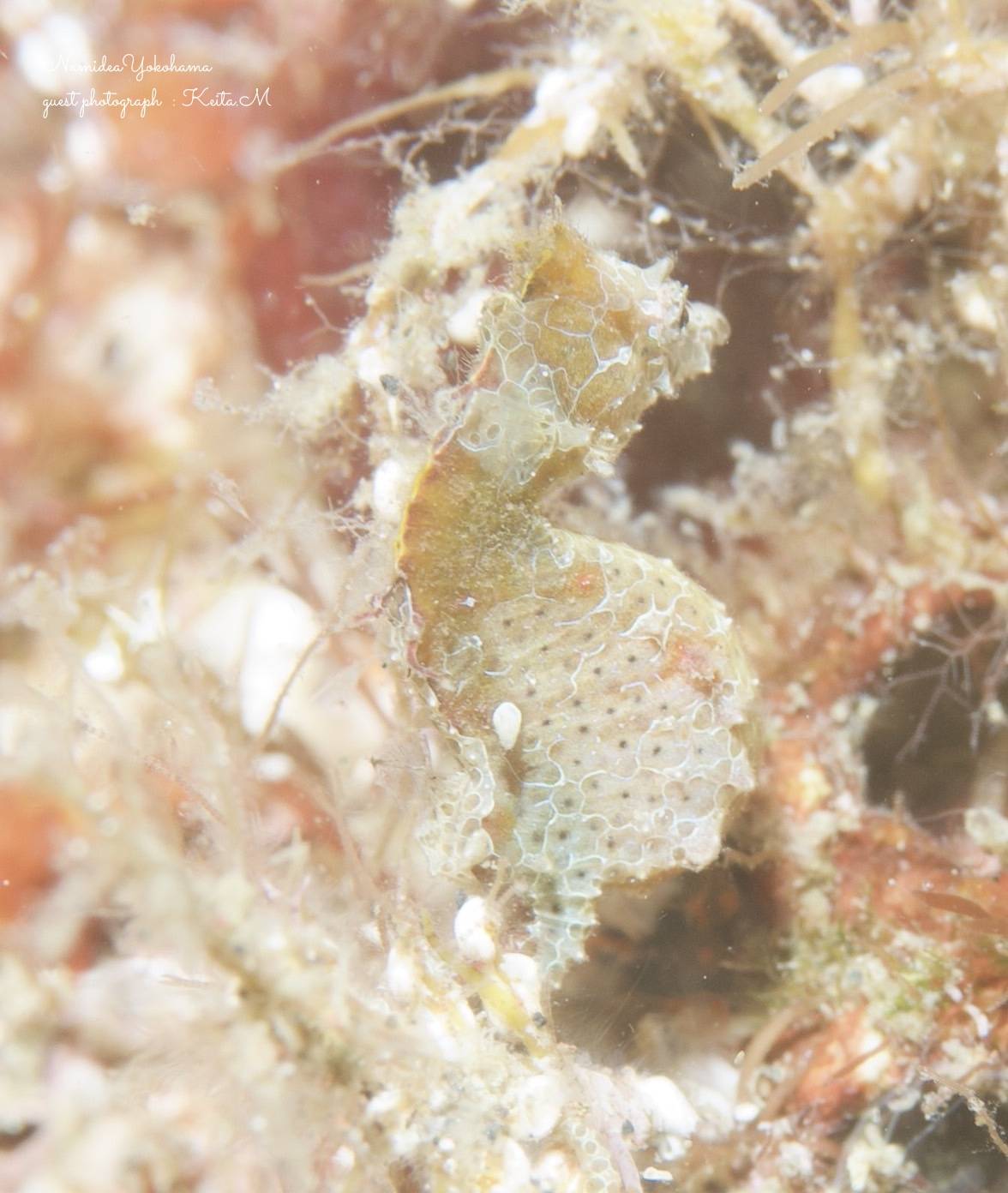 大瀬崎　湾内　ハチジョウタツ