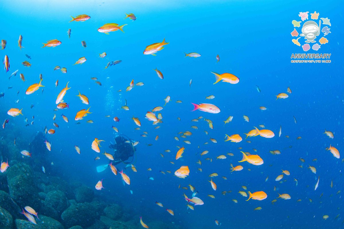 Namidea 今日はプールへ！