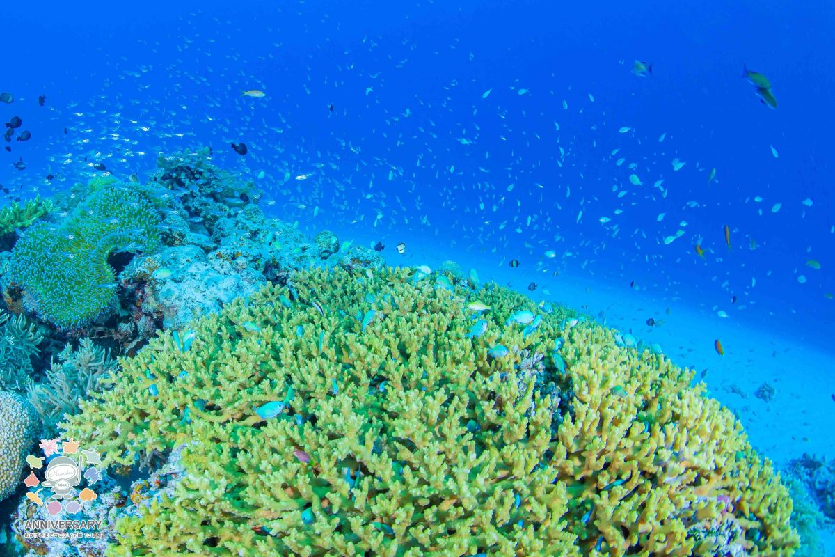 Namidea 2024年折り返し！