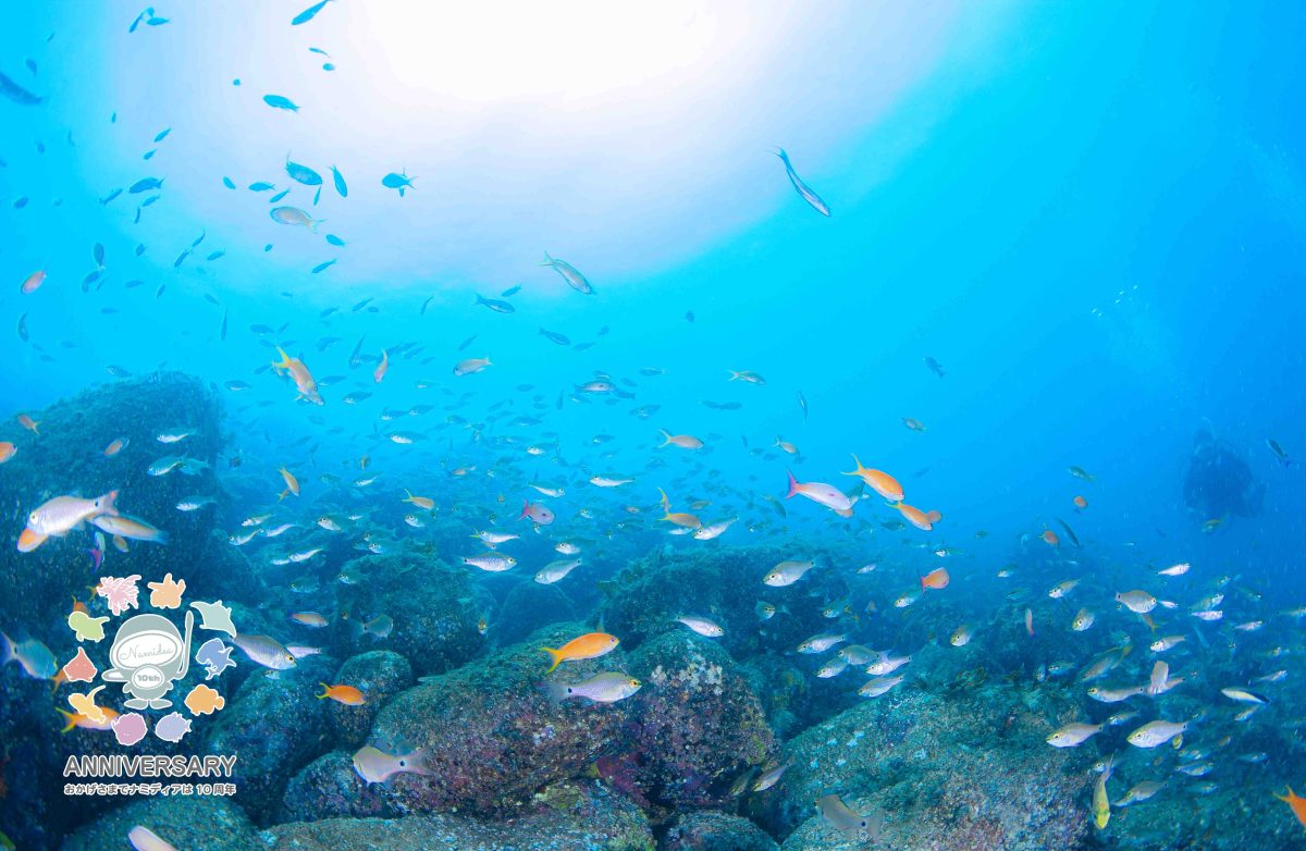 Namidea ライセンス講習　開催！