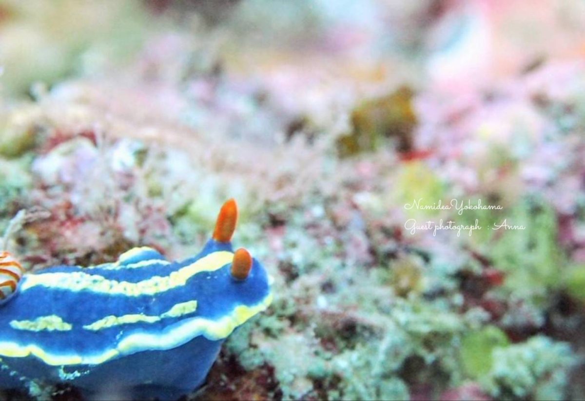 アオウミウシ