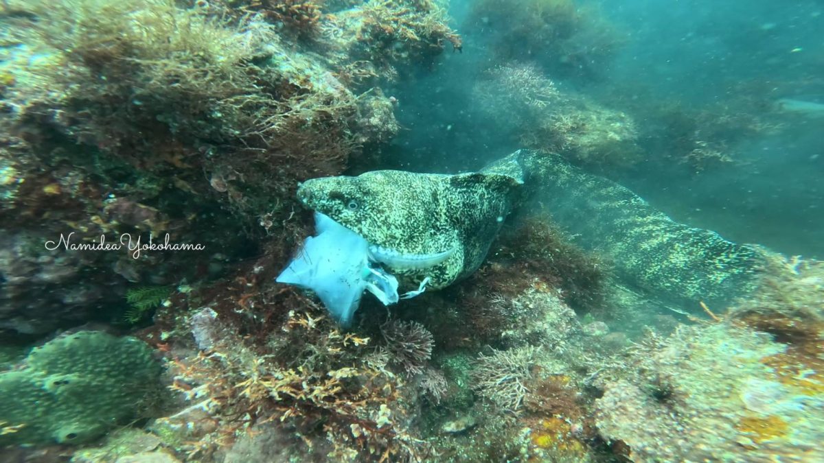 富戸 ウツボとアオリイカ