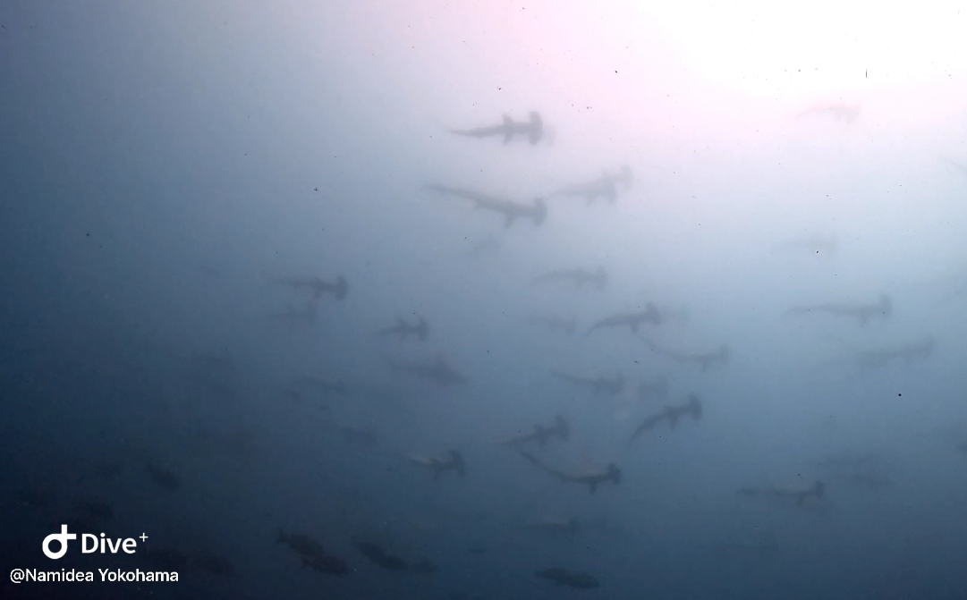 Namidea 押切JAPAN🇯🇵神子元島ツアー!