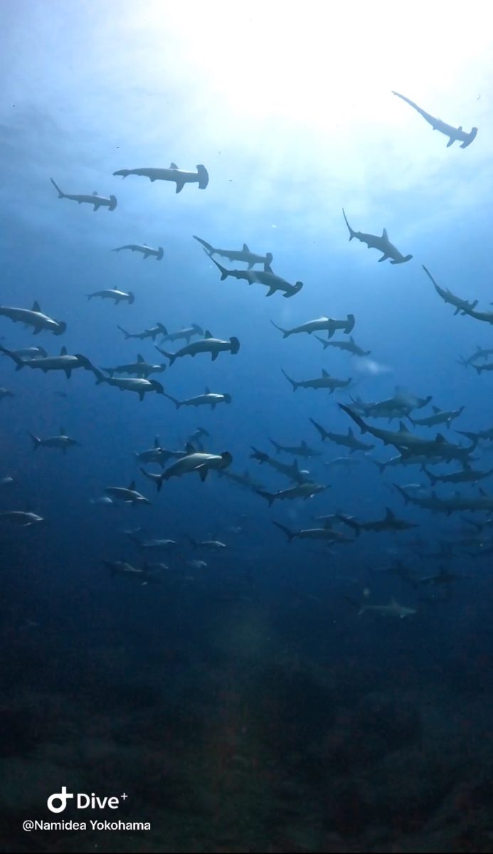 Namidea 押切JAPAN🇯🇵神子元島ツアー速報❗️待望の青❗️