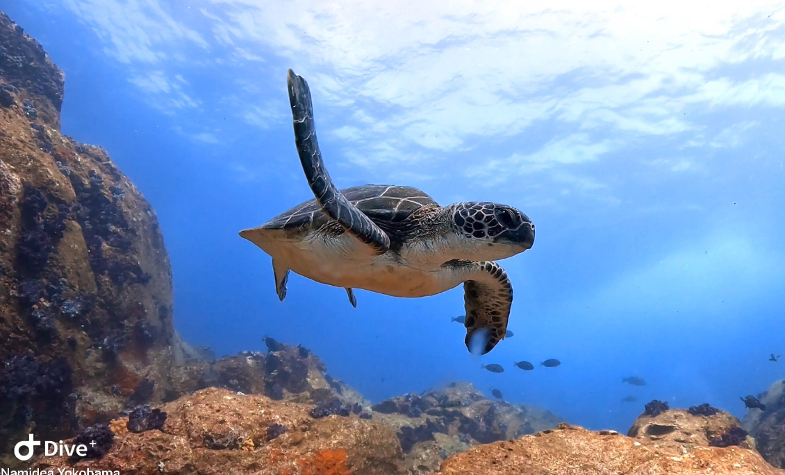 Namidea 押切JAPAN🇯🇵神子元島ツアー速報❗️待望の青❗️