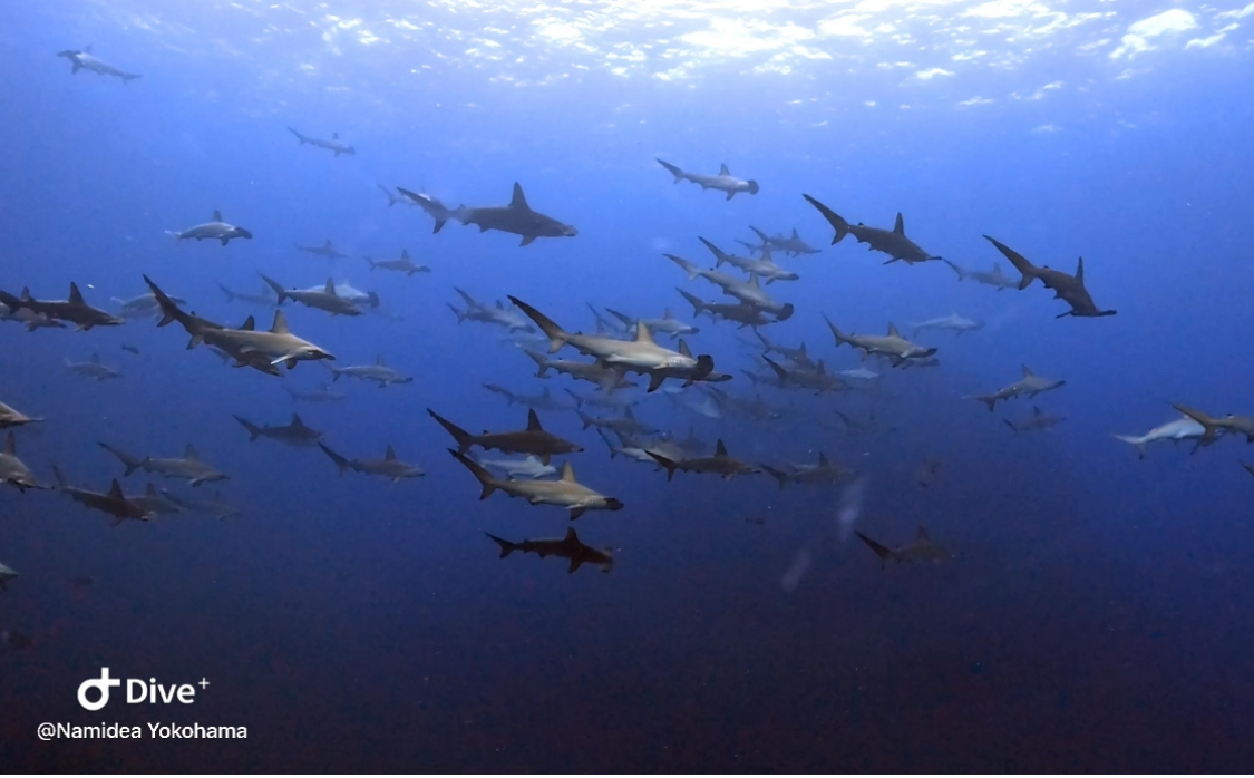 Namidea 押切JAPAN🇯🇵神子元島ツアー速報❗️待望の青❗️