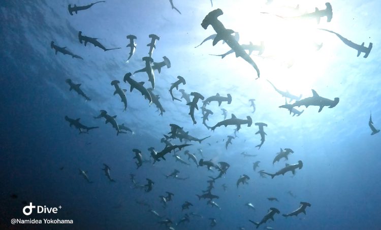 Namidea 押切JAPAN🇯🇵神子元島ツアー連日開催中❗️