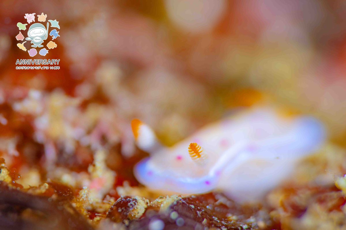 Namidea 真夏のウミウシ浮島ツアー開催！