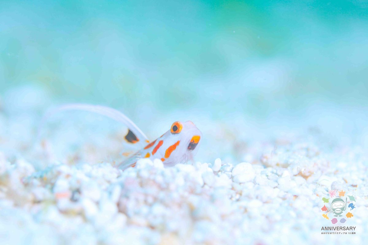 Namidea 海の日！