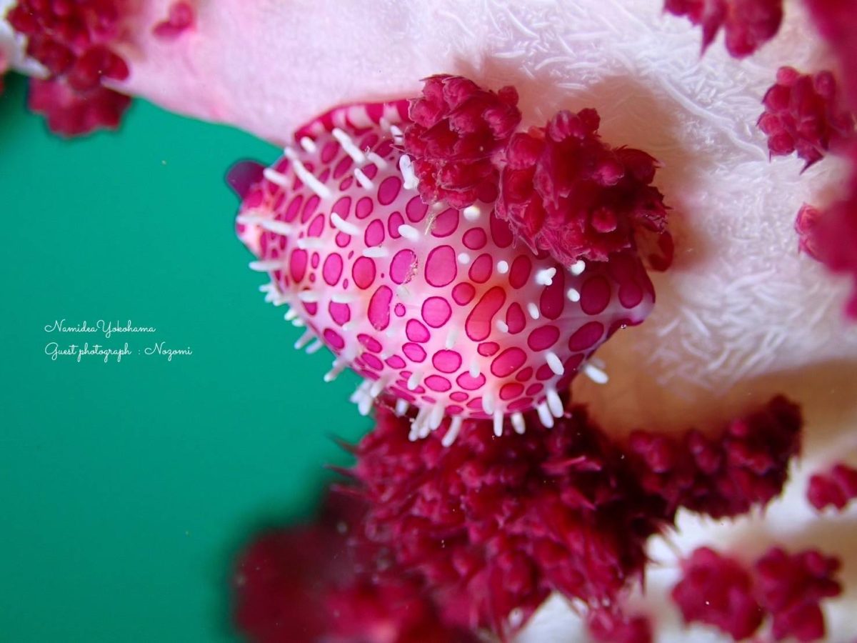 平沢 テンロクケボリ