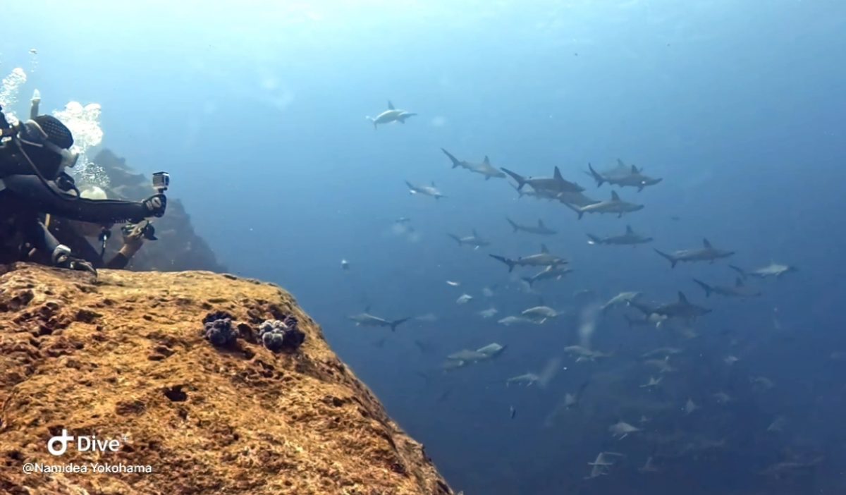 押切JAPAN🇯🇵ハンマーWeek❗️🦈🦈🦈