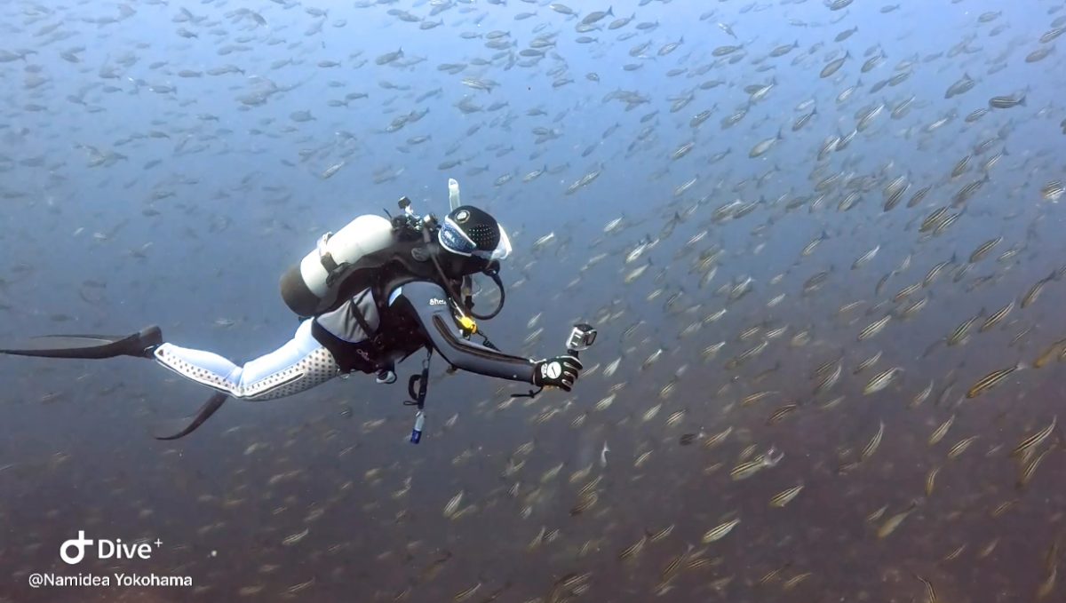 押切JAPAN🇯🇵ハンマーWeek❗️🦈🦈🦈