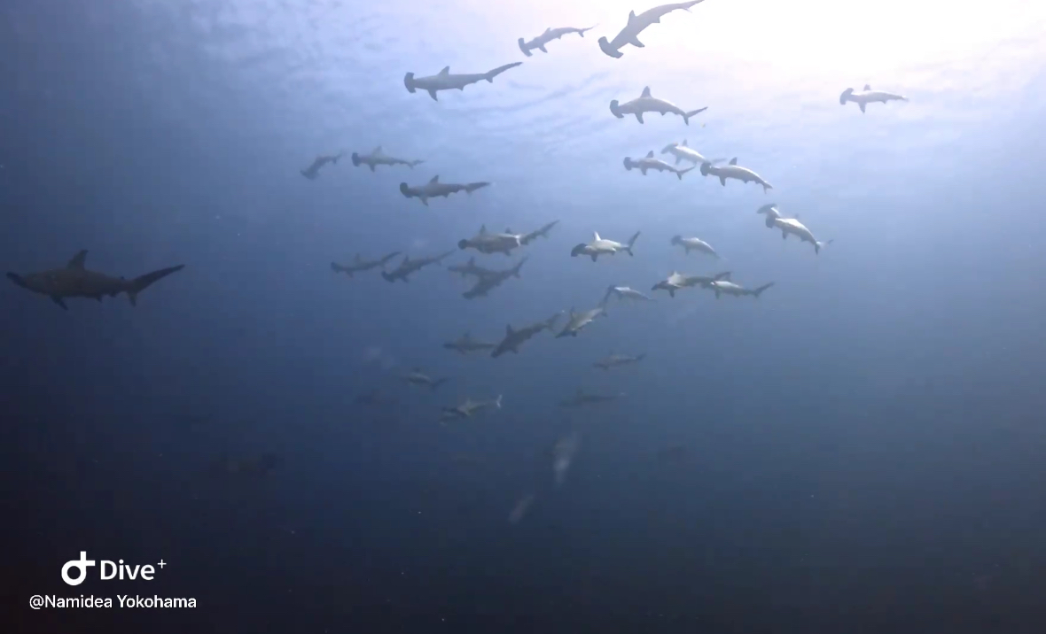 Namidea 雲見ツアー&押切JAPAN🇯🇵神子元島ツアー開催👍