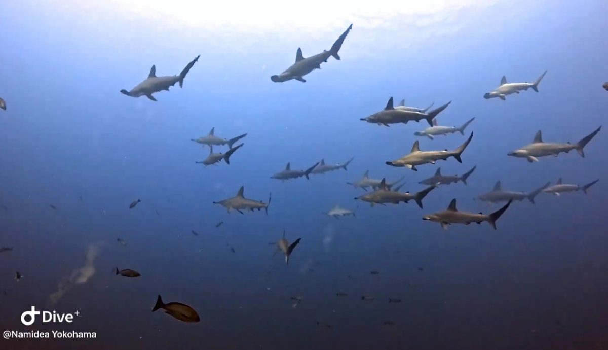 Namidea 雲見ツアー&押切JAPAN🇯🇵神子元島ツアー開催👍