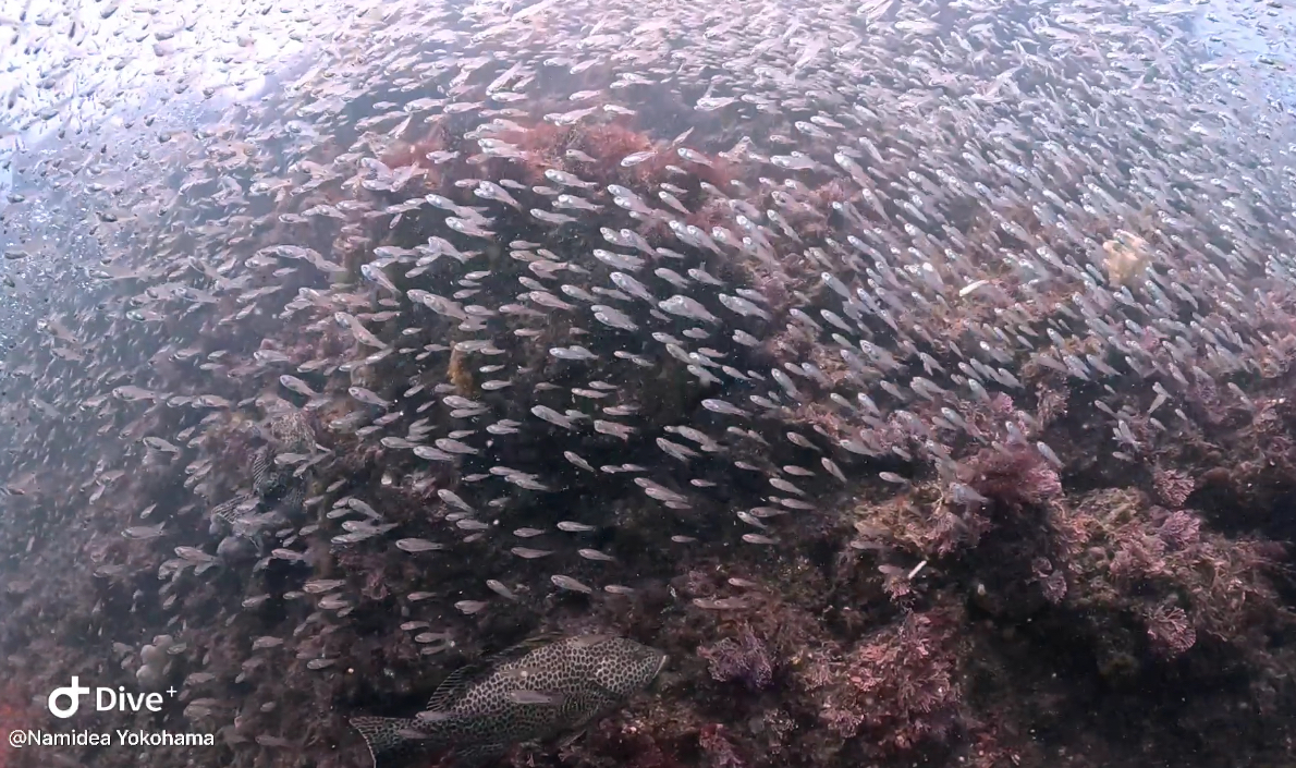 Namidea お盆連休最終日❗️華の81年度組🌸北川ダイブ🌞