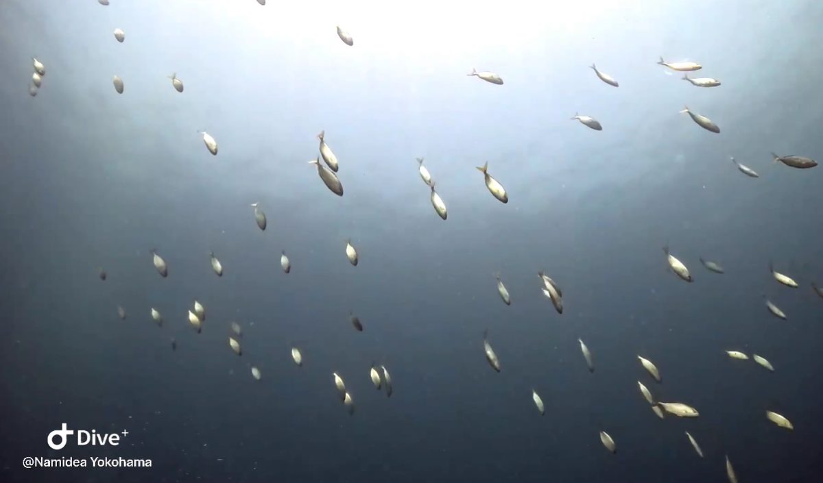 Namidea お盆真っ只中❗️富戸で体験&ビーチツアー開催🌞