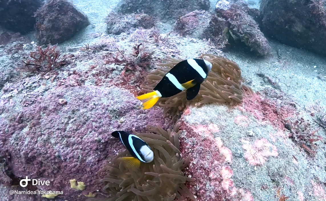 Namidea 江之浦でのんびりダイブ😎👍明日からは大型スタッフも加入😏🏃💨