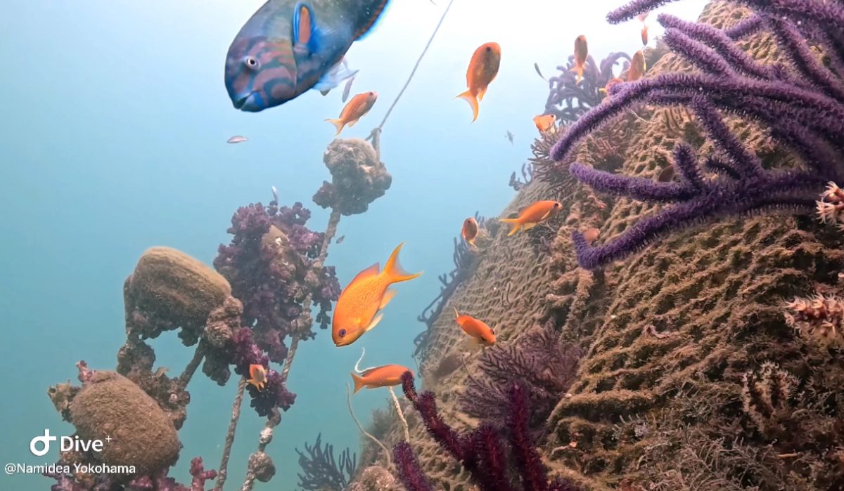 Namidea 平沢ビーチで体験&ビーチツアー開催👍🌻