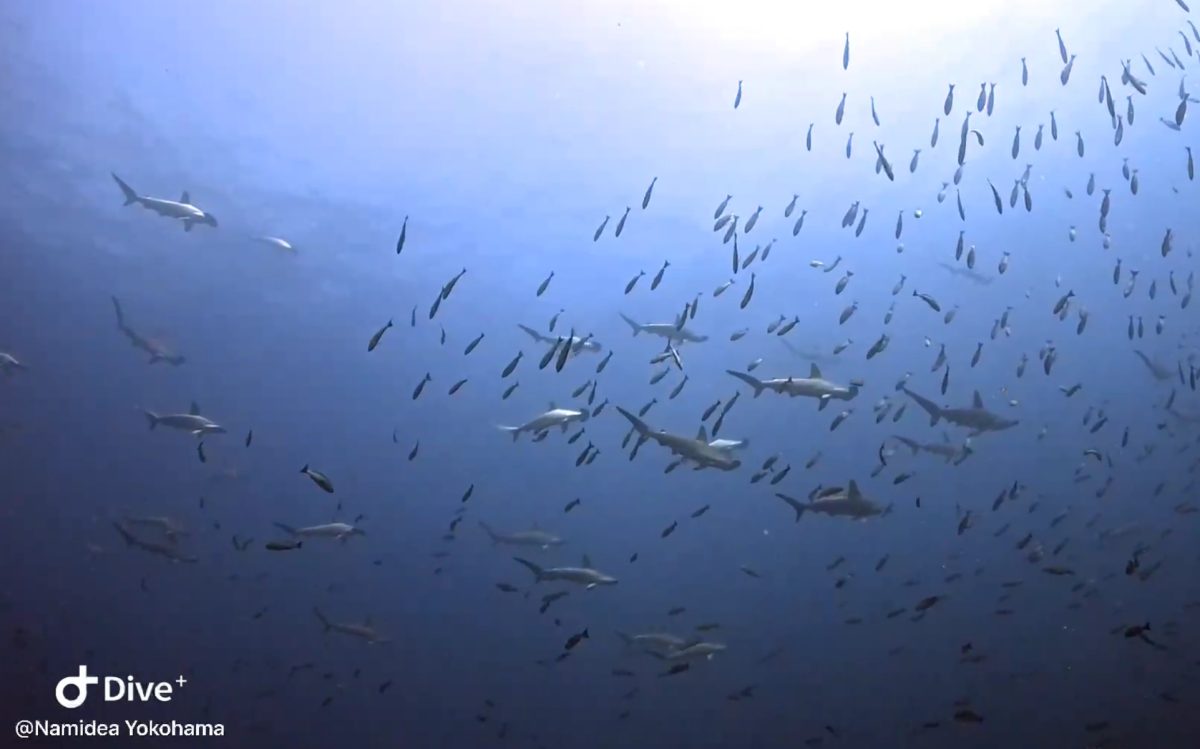 Namdiea 押切JAPAN🇯🇵 青き海とハンマーと記念ダイブ❗️